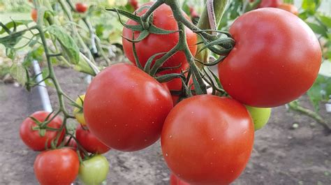 Kenkėjų paveiktos pomidorų lapų apačios