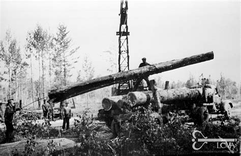 Medienos paruošimo etapai