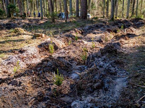 Kapavietės skaldos įvairovės vizualizacija: frakcijos, spalvos, paviršiai
