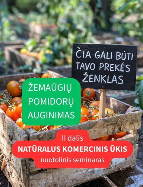 Infografika: persikų auginimo žingsniai - nuo sodinimo iki derliaus