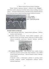 Universalių dervinių cementų platus taikymo spektras infografika