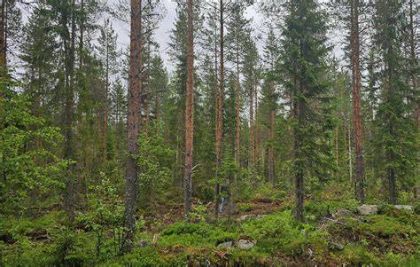 Infografika: Suomijos miškų plėtotė, sengirės ir jų apsauga