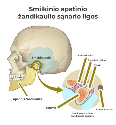 Apatinio žandikaulio anatominės struktūros schemą iliustruojanti nuotrauka