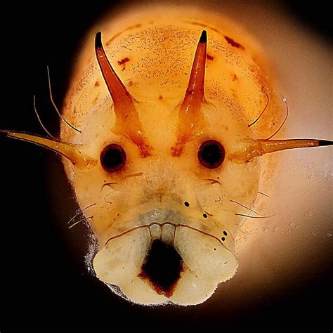 medieną graužiančio vabzdžio lervos