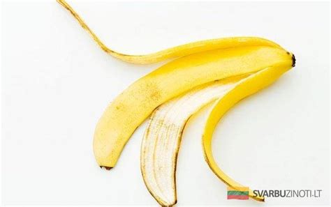 Banano žievelė pritvirtinta prie karpos