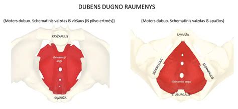 Dubens dugno anatomija ir klinikiniai maršratai