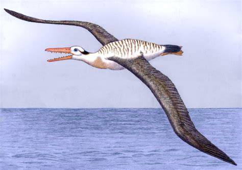 Pelagornis sandersi iliustracija