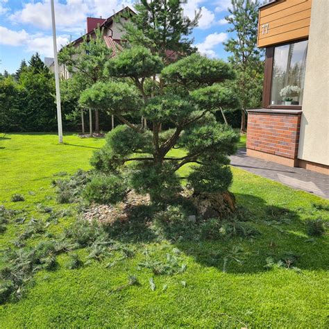 Betoninių kraštų formavimas