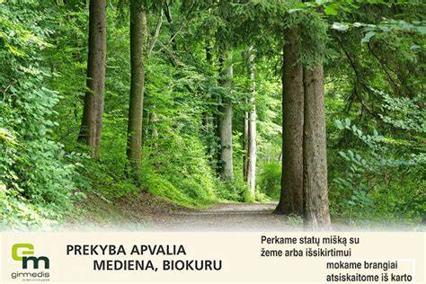 Medienos pirkimas iš miško: UAB Miškinta pasiūlymai