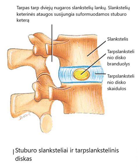 Infografika: Krūtinkaulio anatomija, šonkaulių lankai ir tarpslanksteliniai diskai