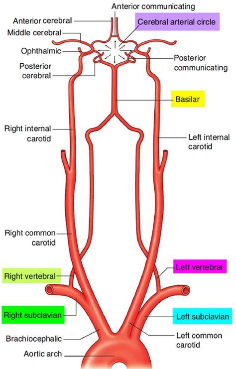 Vertebral artery segments and major branches