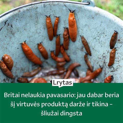 Norvegiškas bokštas - efektyvus malkų džiovimo metodas