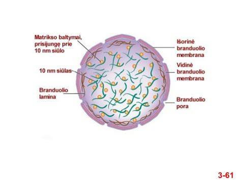 Infografika: plieninio karkaso ir betonu branduolio sandara