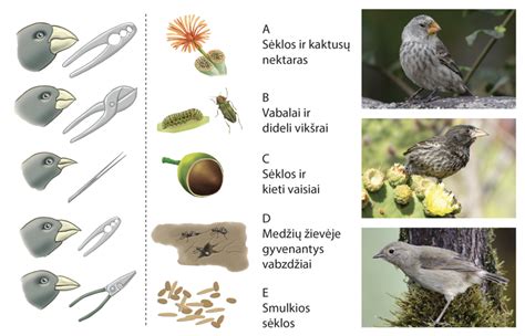 Gyvūnų įvairovė gamtoje