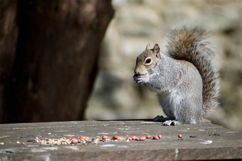 Įvairūs gyvūnai gamtoje
