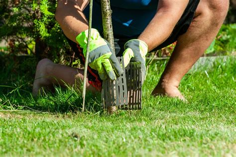 Įvairūs natūralių medžio kamienų dydžiai