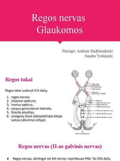 Regos sistemos schema: akies lęšiai, tinklainė, regos nervas