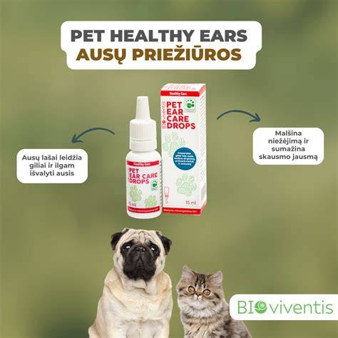 Infografika apie ausų priežiūros žingsnius