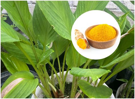 Ciberžolė ir artišokas - natūralūs kepenų pagalbininkai