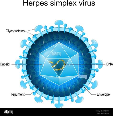 Herpes viruso struktūra