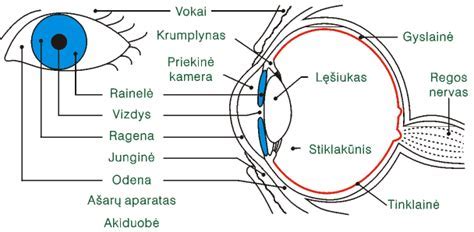 Klijuoto bato sandaros schema: viršus, membrana, vidinis sluoksnis, padas