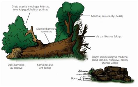Infografika: negyvos medienos funkcijos miškuose