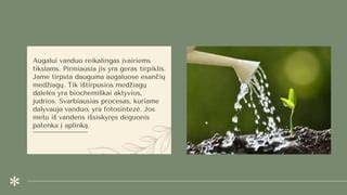 Grafikas: cemento hidratacijos procesas vandens metu
