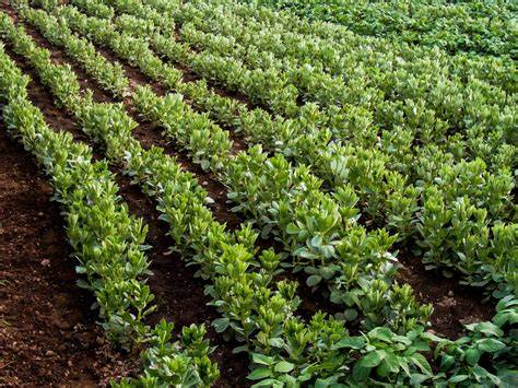 Beržų plantacijos nuoroda: tinkama dirva ir vandens režimas
