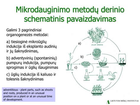 Pagrindo paruošimo schematinis pavaizdavimas
