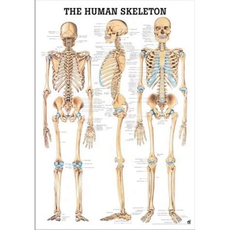 Stiklo tekstolito plokščių skeletas su sluoksninio audinio įdėkais