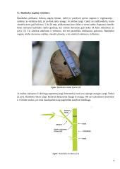 Infografika: Bambuko augimo greitis ir aplinkos nauda