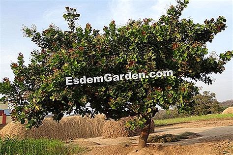 Mastikinės pistacijos medis