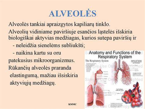 Žodinės ir kvėpavimo anatomijos schema