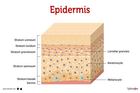 Infografika: odos sluoksnių iliustracija - epidermis, dermas, hipoderma with key functions