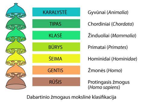 Infografika: medienos rūšių klasifikavimas pagal spygliuočių ir lapuočių grupes
