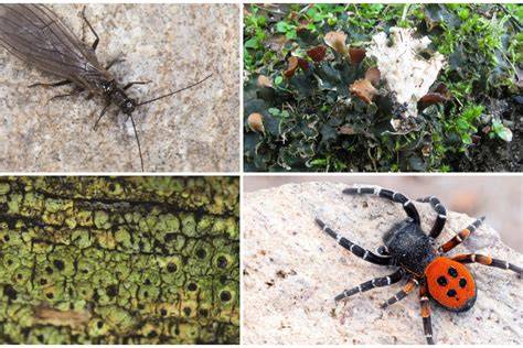 Infografika: Paleoceno-Paleogeno laikotarpių gyvūnijų įvairovės linija, su pagrindinėmis rūšimis ir jų išlikimo strategijomis