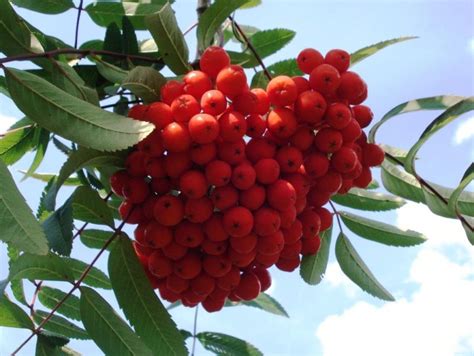 Šermukšnis paprastasis ‘Edulis’ žydėjimo metu