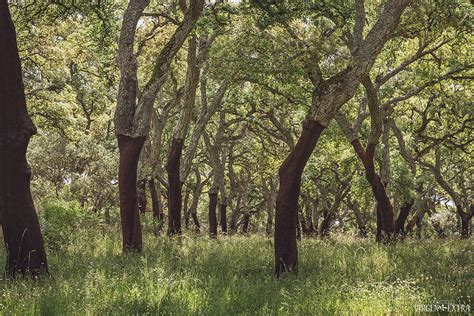 Kamštinių ąžuolų giraitės Portugalijos Alentežu regione