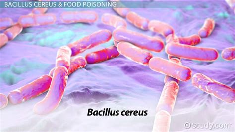 Bacillus cereus mikroskopinis vaizdas
