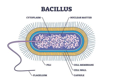 Schema apie Bacillus cereus maisto toksikozės mechanizmą