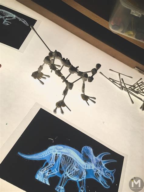 Skeletas ir rekonstrukcija įvairių dinozaurų