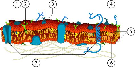 Viskoelastinės membranos sandara