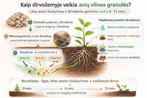 Avių vilnos izoliacijos grafikas