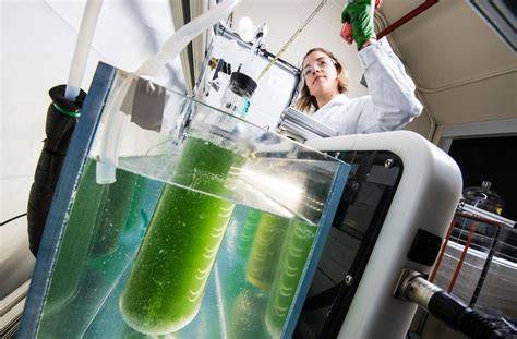 Kompozicija: floss of algae bioproducts timeline