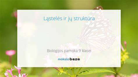 Vizualinė diagrama: Pavatex plokščių porėta struktūra ir jų paskirtis stoge, sienoje bei grindyse