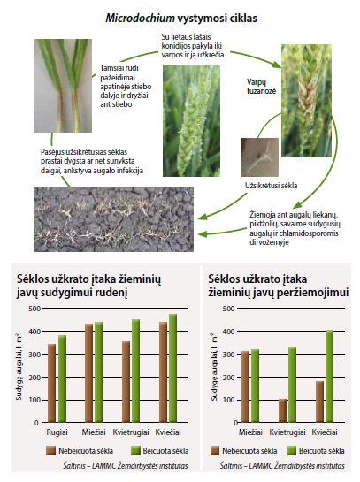 Pelėsio išplitimo schema