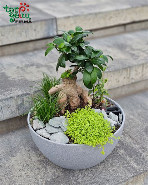 Bosek paslaptingos bonsai idėjos: mišri kompozicija su bignonijos mediena
