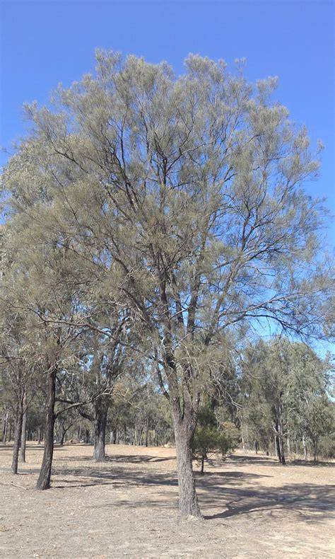 Allocasuarina luehmannii medis, briaunotas liemuo, pilka lygi žievė