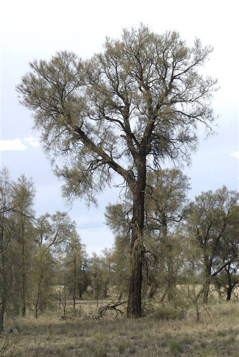 Raudonuodegės juodosios kakadu ant Allocasuarina luehmannii