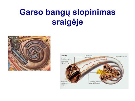 Schema, iliustruojanti garso bangų absorbciją ir atspindėjimą skirtingomis medžiagomis